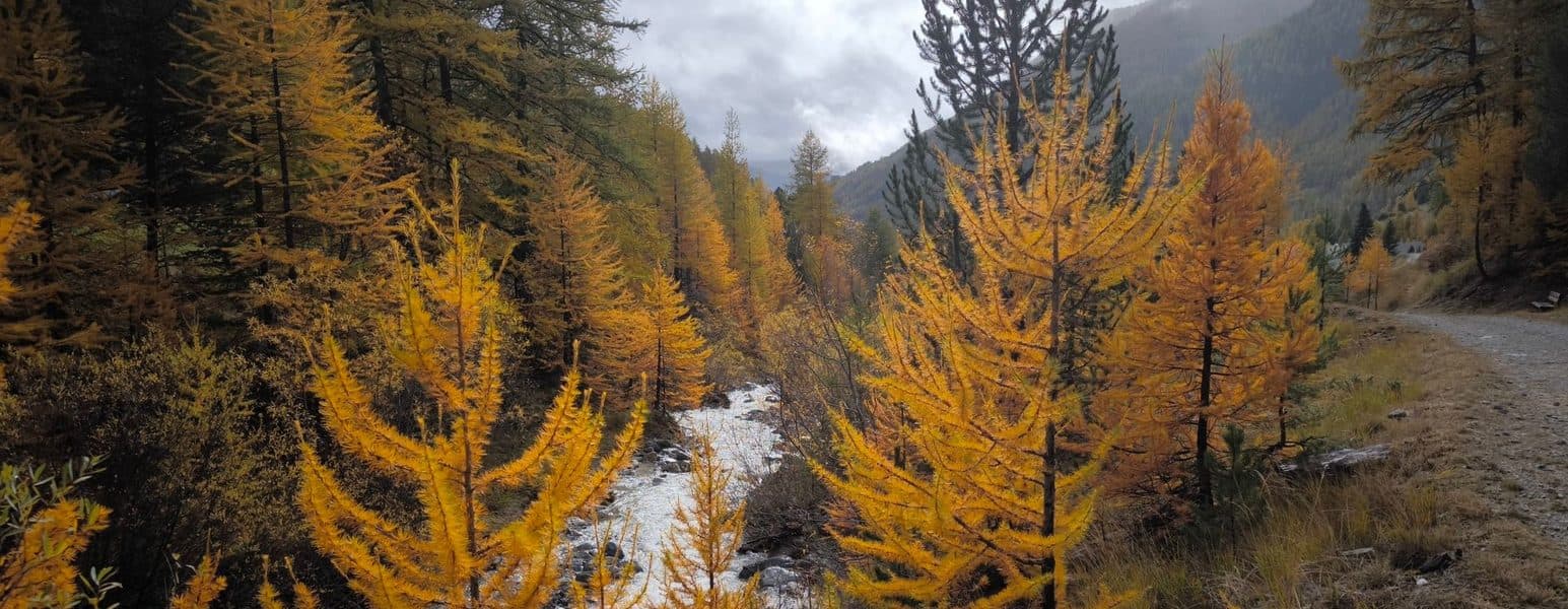 Le chemin du Petit Bonheur et la forêt de mélèzes en Haute-Maurienne.